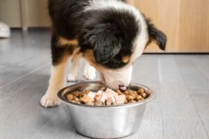 Rekomendasi 6 Makanan Anjing Kecil yang Baik untuk Kesehatannya